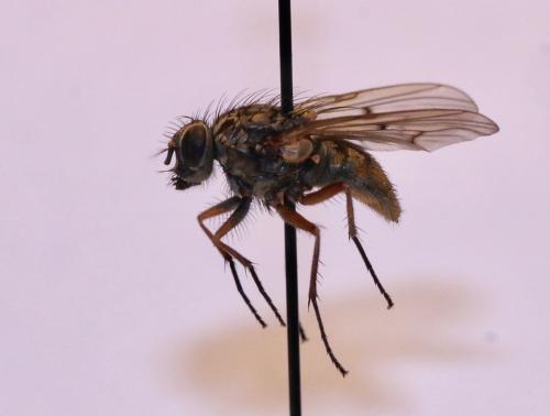 Phaonia tuguriorum
